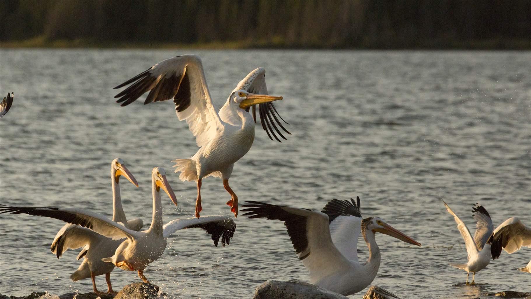 5 Reasons the Boreal Forest Is Important to Migratory Birds | The Pew  Charitable Trusts