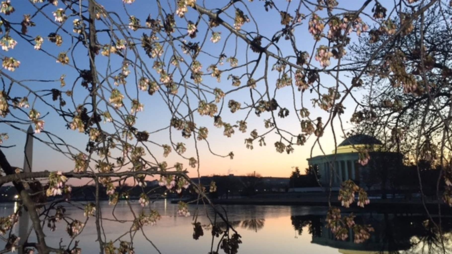 The Tidal Basin provides a picturesque vista for the blossoms, but it is also threatening some of the trees.