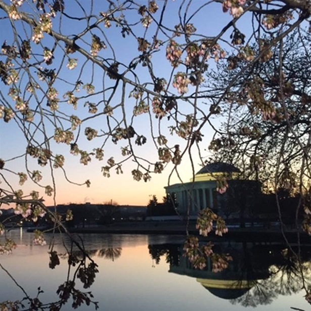 The Tidal Basin provides a picturesque vista for the blossoms, but it is also threatening some of the trees.