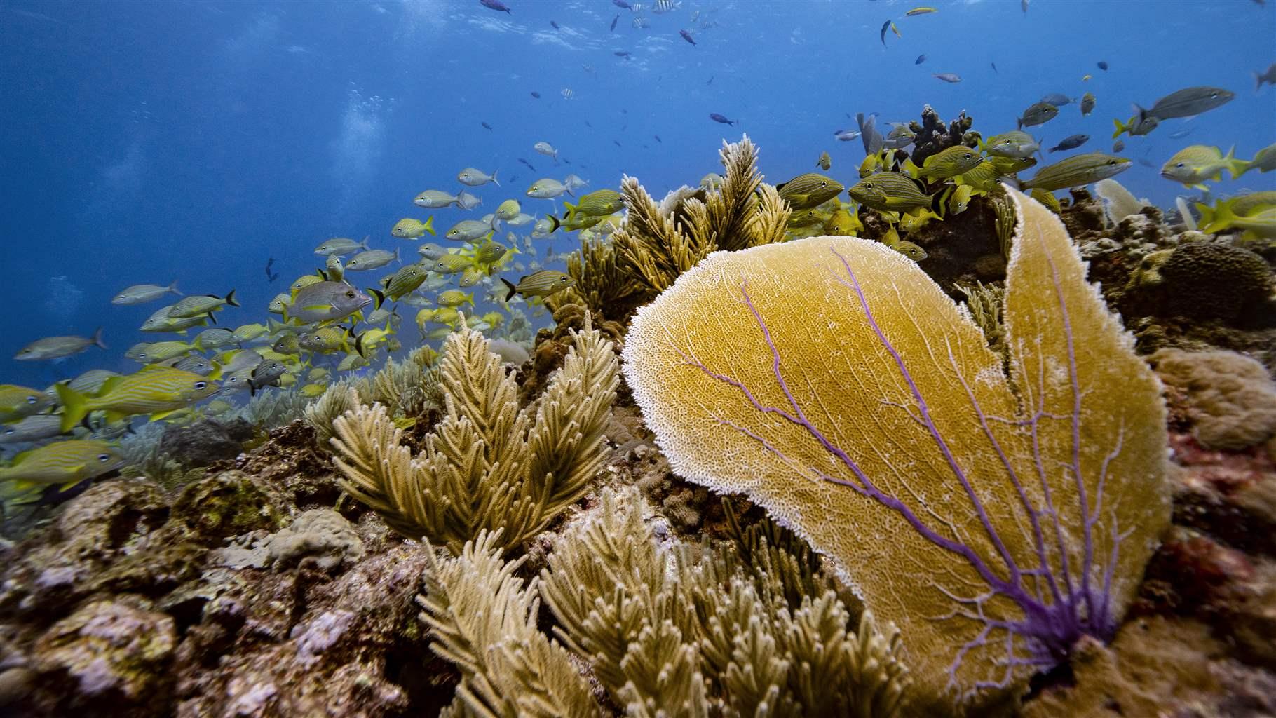 Fish and coral are thriving on this reef off the coast of Isla Mujeres, Mexico