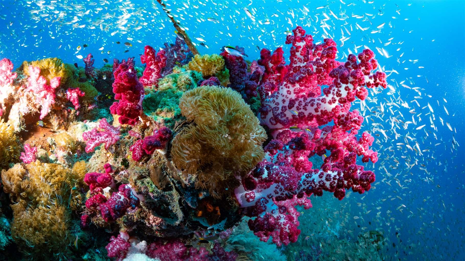 A series of underwater organisms from the SS Yongala, Queensland, Australia