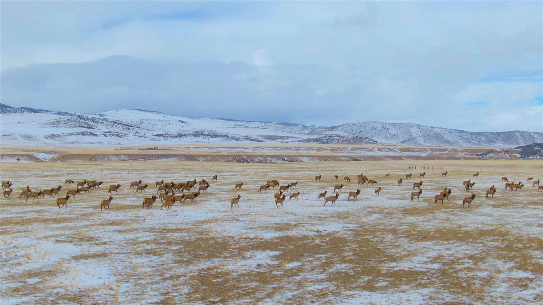 a herd of untamed wild deer migrate across the snowy plains in montana