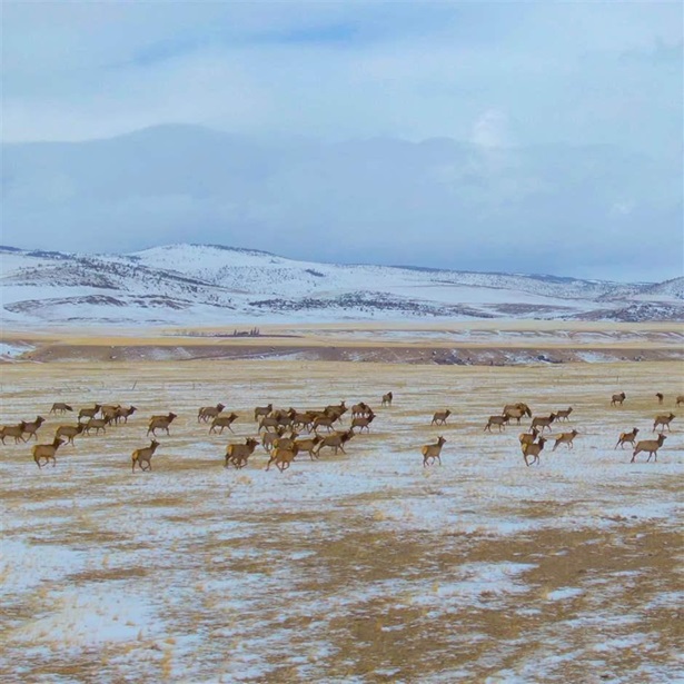 a herd of untamed wild deer migrate across the snowy plains in montana