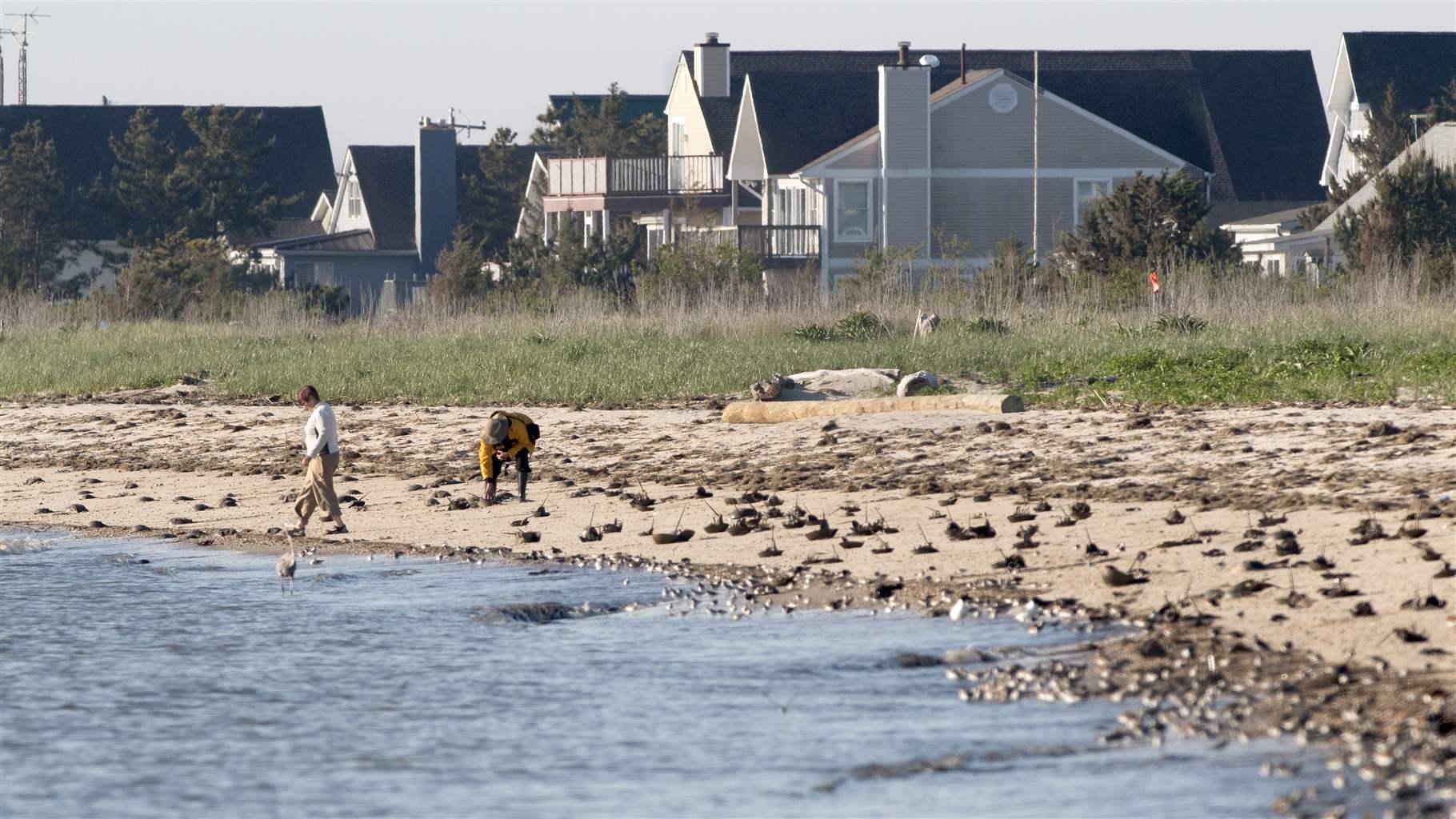 Walking along the Delaware Bay in Slaughter Beach, Delaware, a couple flip overturned and stranded horseshoe crabs. 