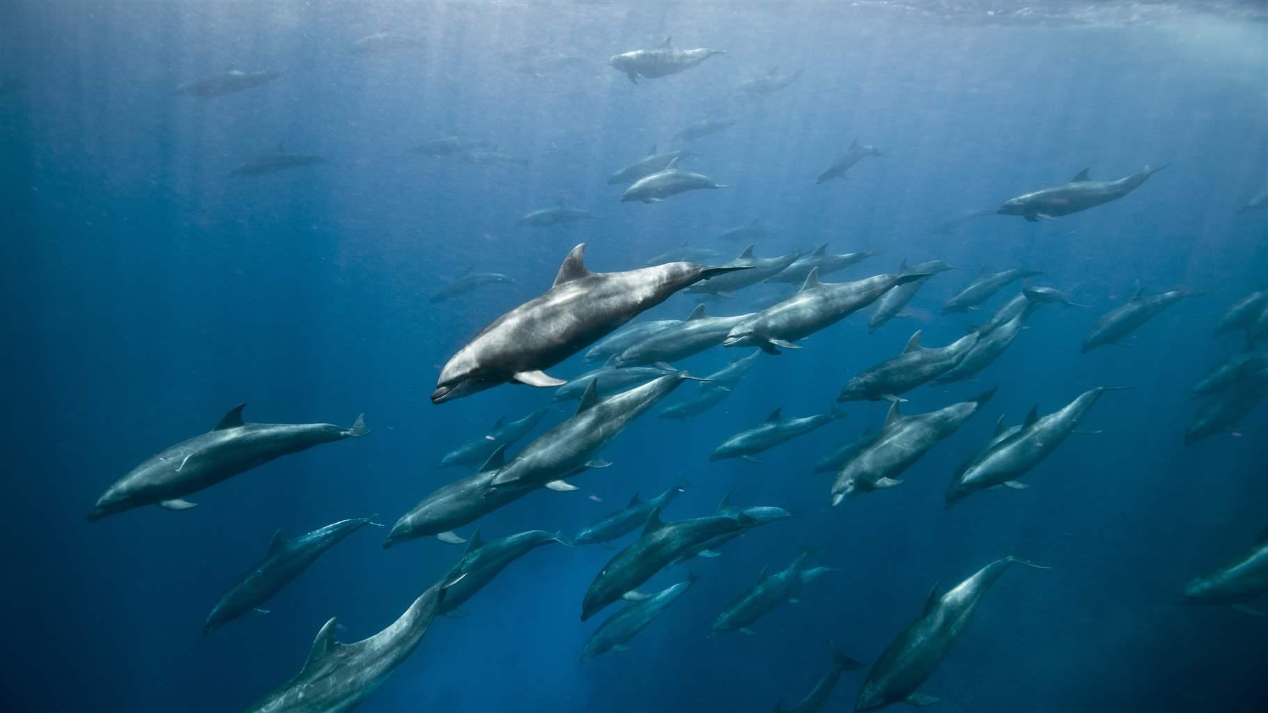 Bottlenose dolphins swim off the shores of the Galápagos Islands, one of the inaugural sites utilizing Global Fishing Watch’s new marine management tool.  
