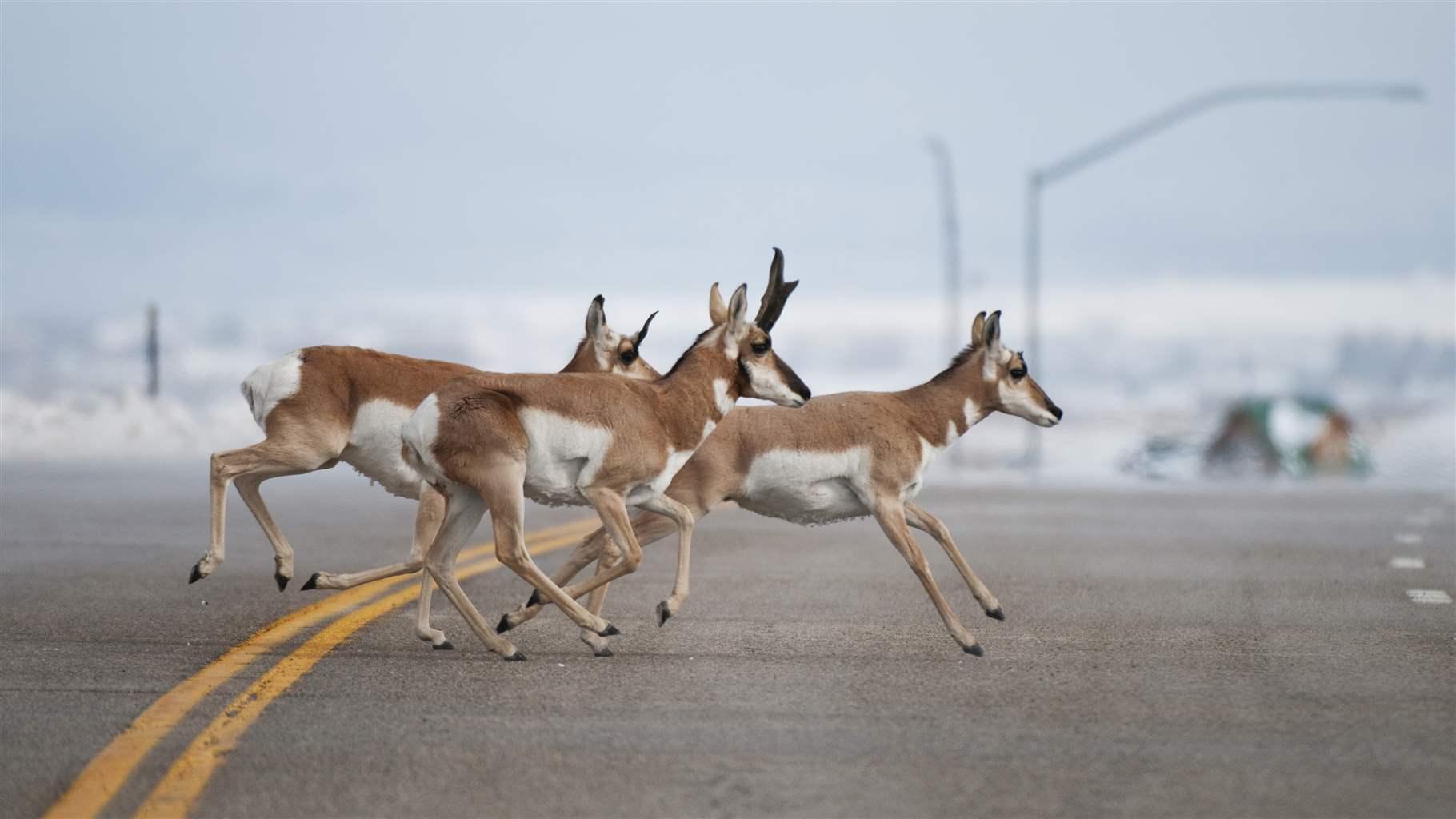 Pronghorn crossing