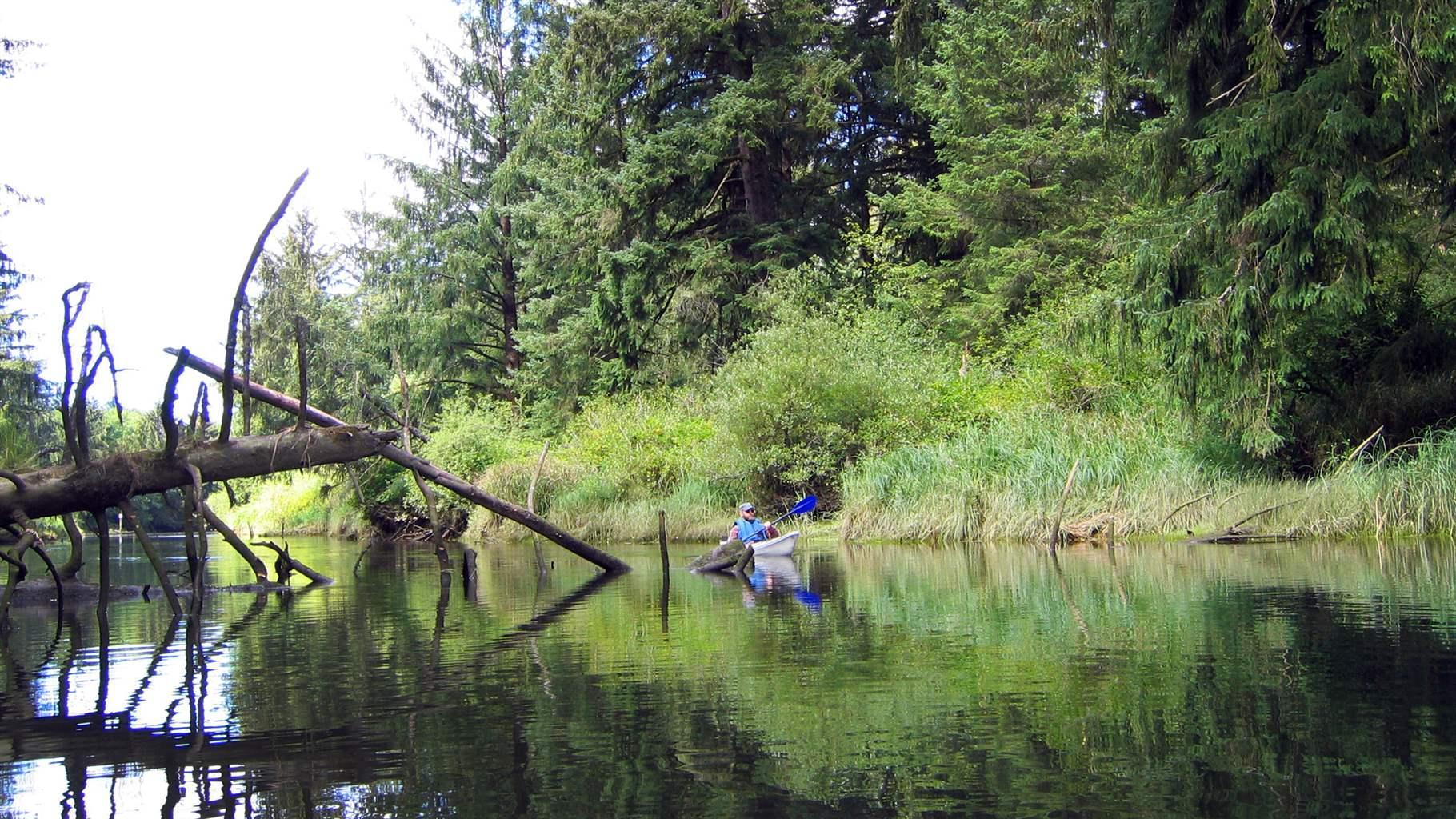 A kayaker enjoys paddling through a tidal swamp in the Nehalem River estuary in Oregon