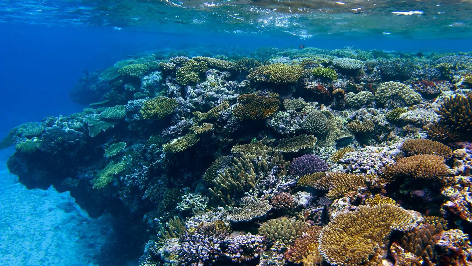 Coral reefs and organisms in New Caledonia underwater