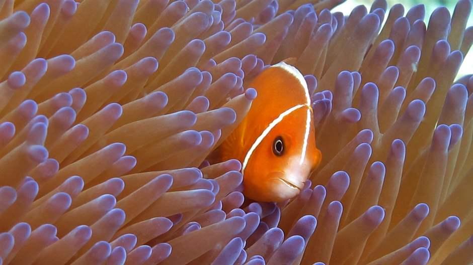 clown-fish Amphiprion perideraion in its anemone