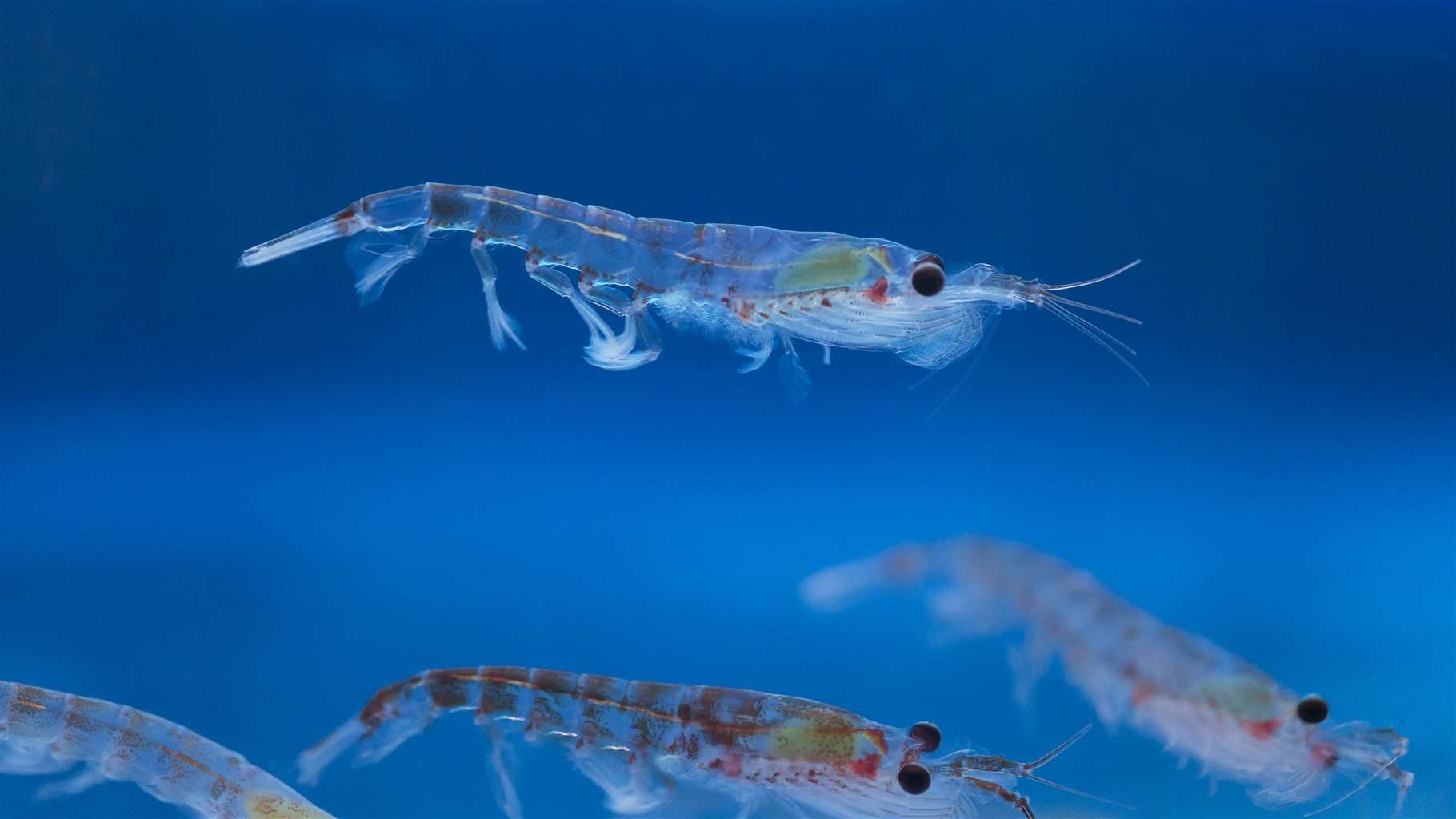 Antarctic krill