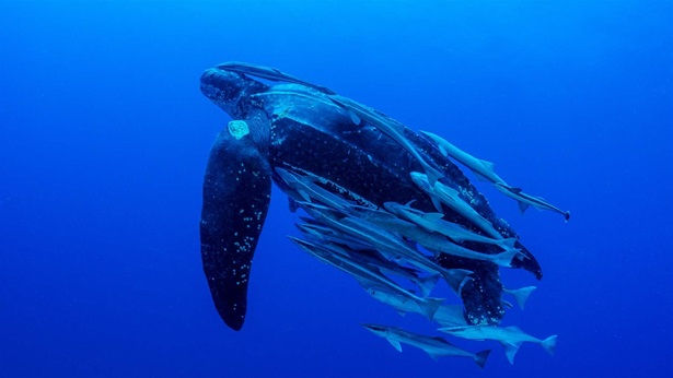 Leatherback Sea Turtle- can live nearly half a century, weigh up to 2,000 pounds, and grow up to 7 feet long.