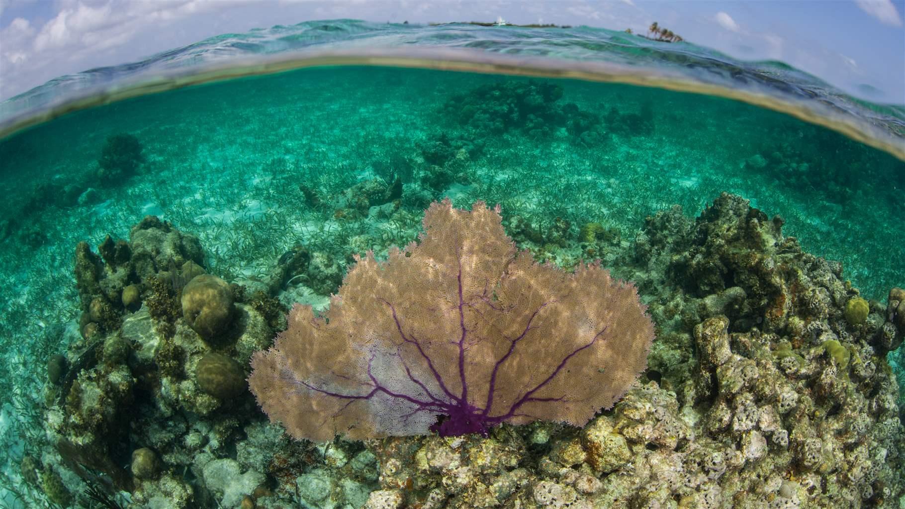 A purple gorgonian grows from a shallow coral reef on Turneffe Atoll in Belize