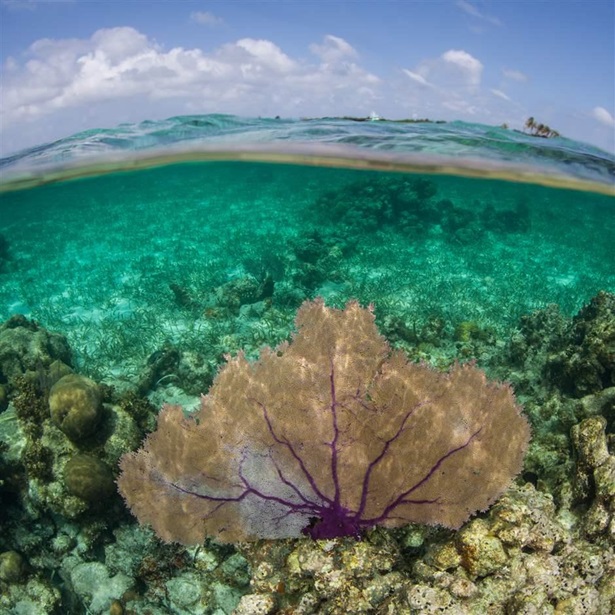 A purple gorgonian grows from a shallow coral reef on Turneffe Atoll in Belize
