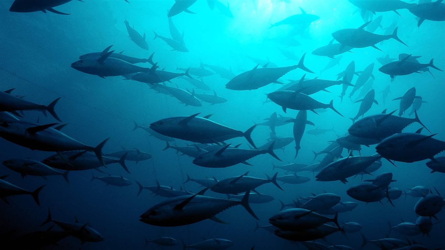 Yellowfin tuna, Thunnus albacares, Mexico, Pacific Ocean