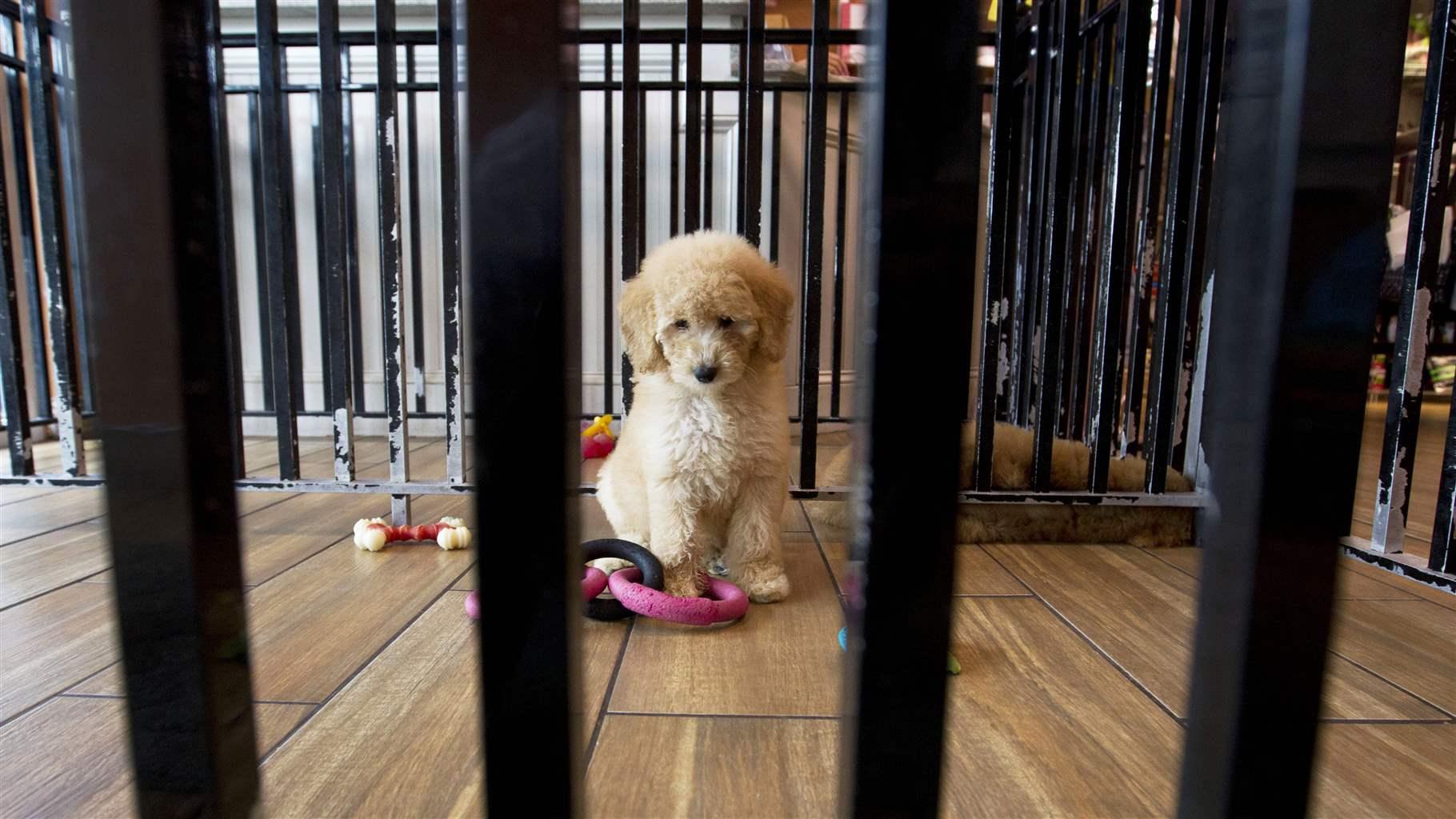 A puppy plays with toys at a pet store in Columbia, Md., Monday, Aug. 26, 2019.