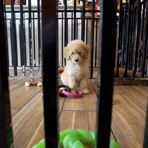 PET STORES PUPPY MILL LAW A puppy plays with toys at a pet store in Columbia, Md., Monday, Aug. 26, 2019.