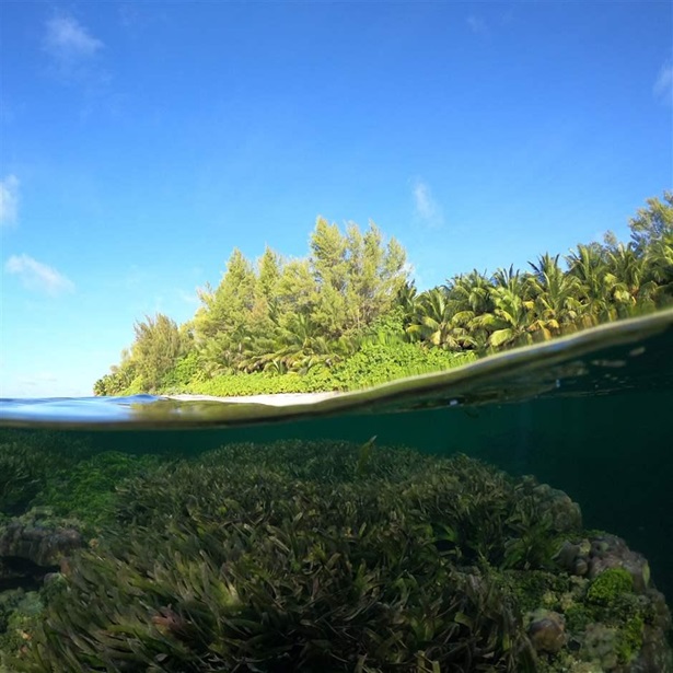 Pioneering Plan to Protect Seagrass 