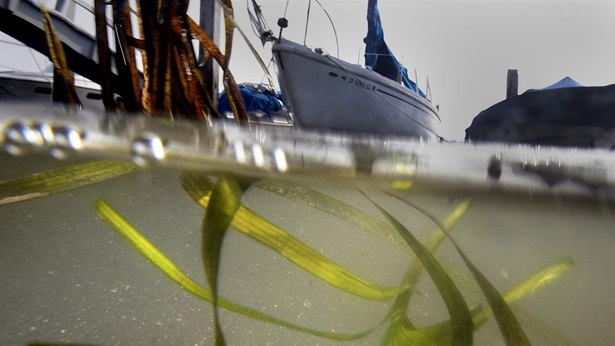 Eelgrass, shown near a yacht tied up at a private dock near Sapphire Ave on the shores of Balboa Is