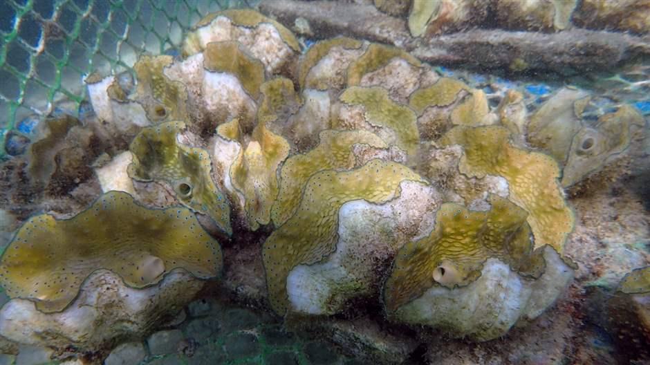 The Underwater World of Giant Clams