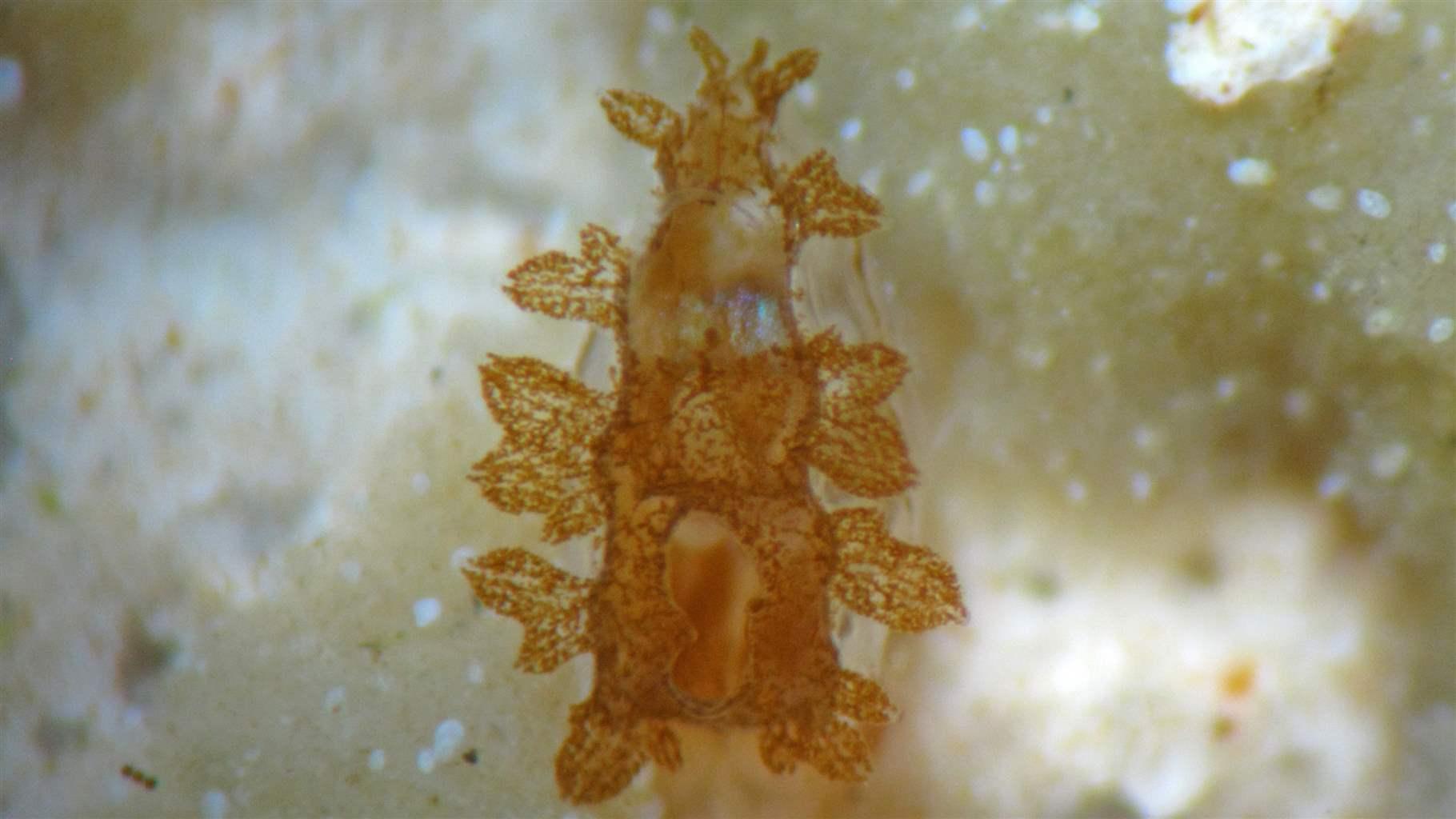 La vârsta de două luni, această scoici uriașă canelată juvenilă (Tridacna squamosa) crescută în laborator a creat o rețea de tubuli care găzduiesc microalge Symbiodiniaceae. 