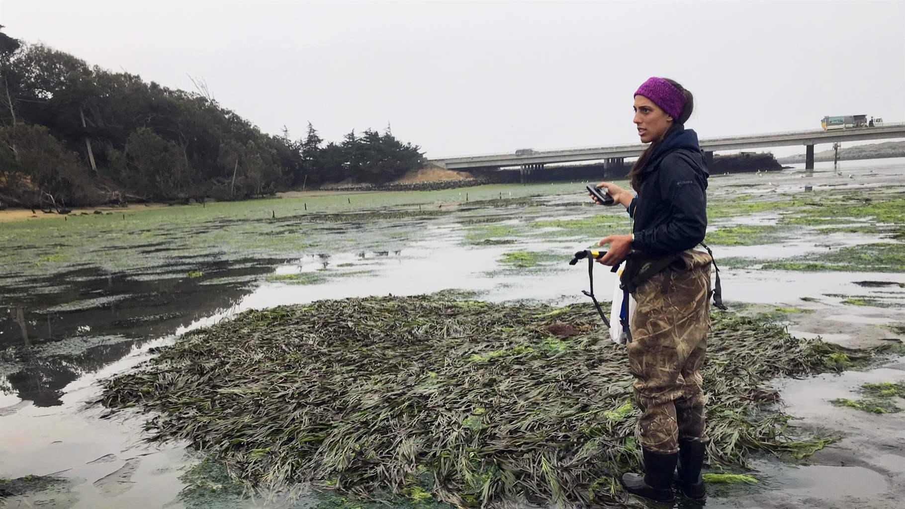 Scientist Kathryn Beheshti uses a GPS to locate patches of eelgrass in Elkhorn Slough, California, as part of a restoration study.