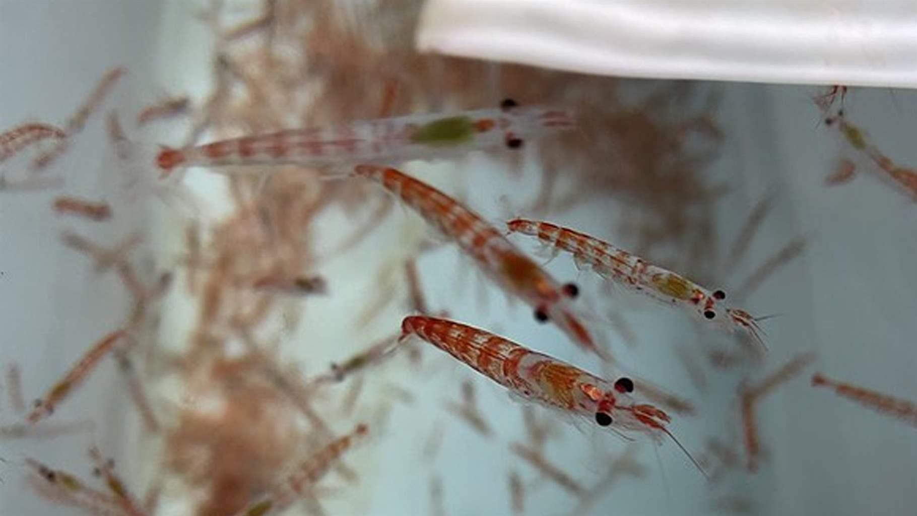 Antarctic krill