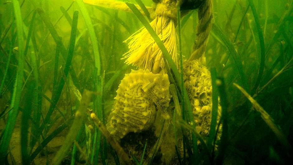 Seagrass and seahorse