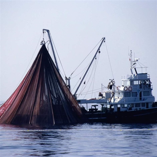 Tuna Fishing Boat Raising its Fishing Net Commercial Fishing Net