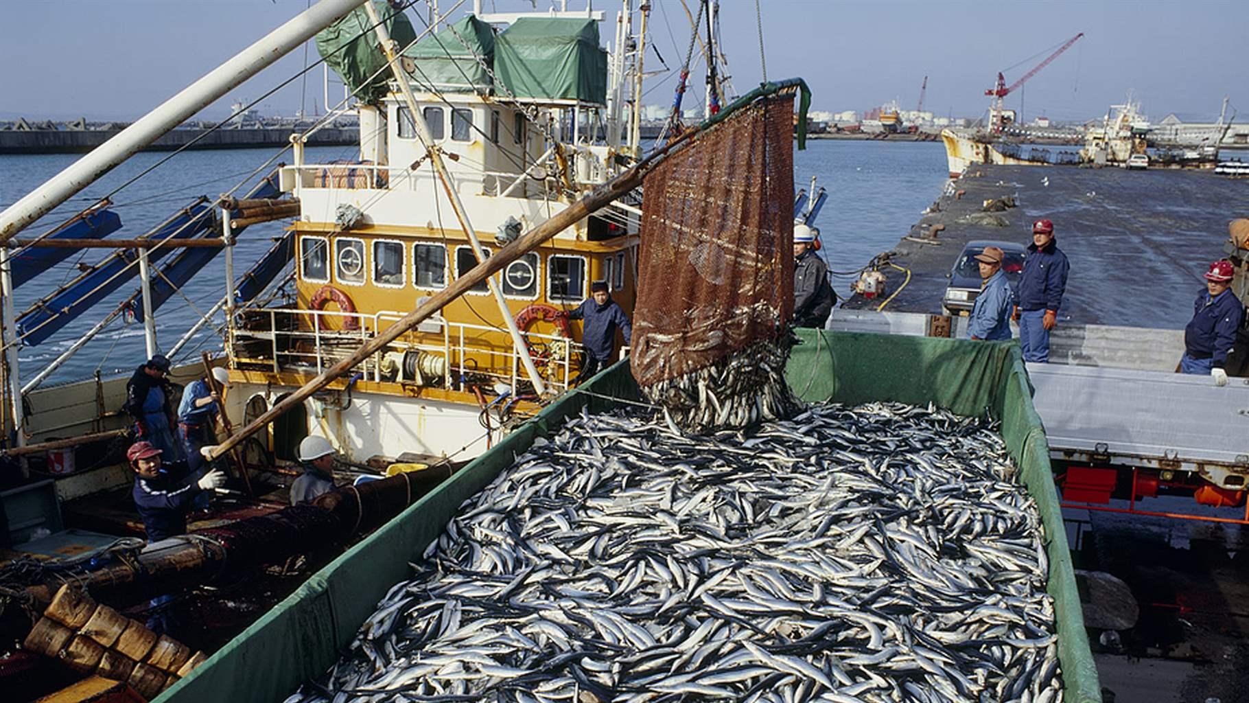 Saury catch