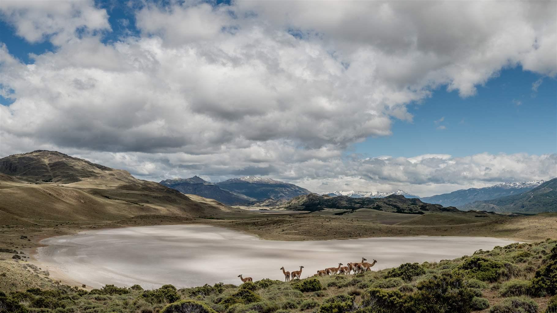 Guanacos in Patagonia National Park