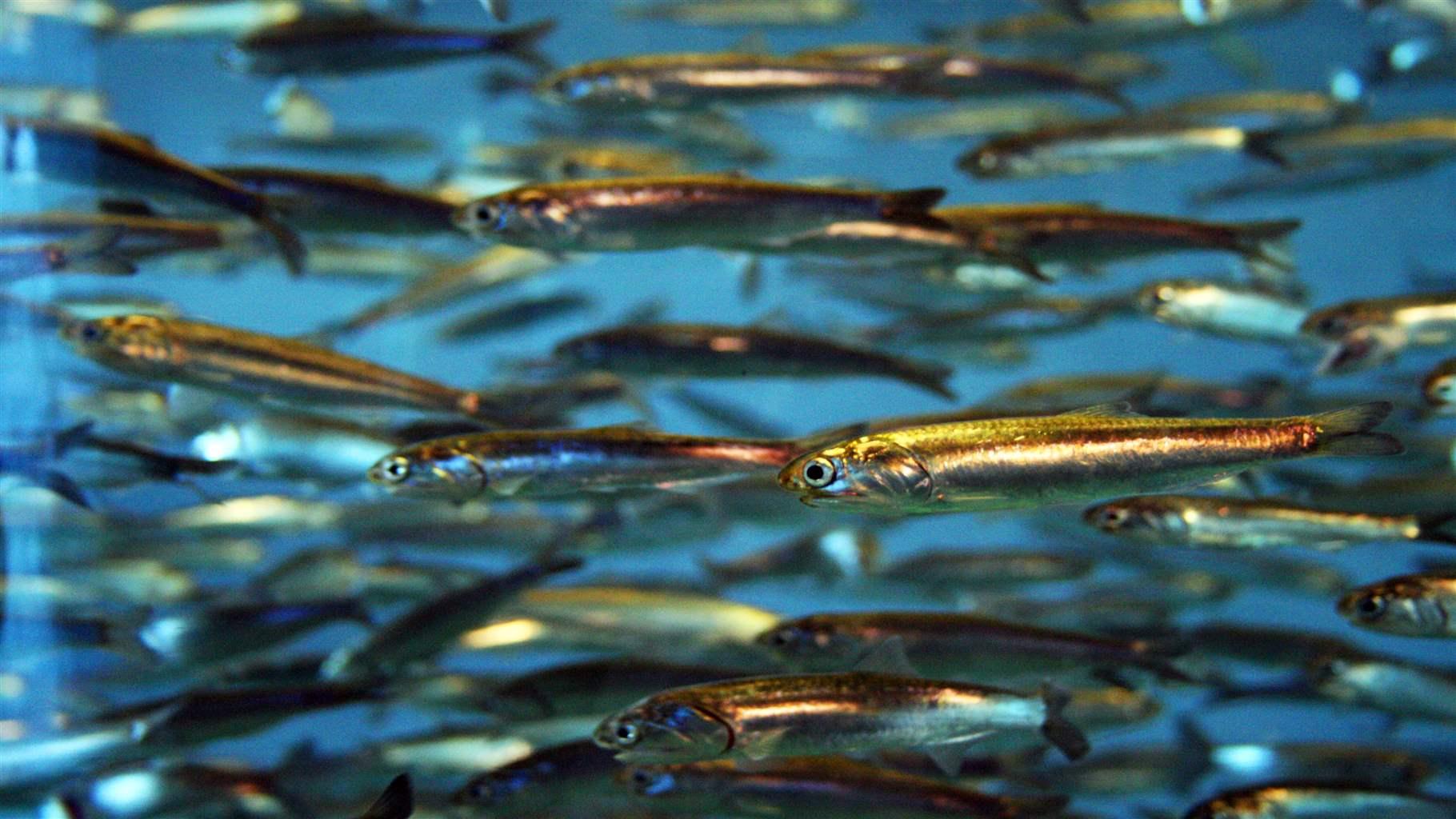A school of sardines shimmers as it moves through the water