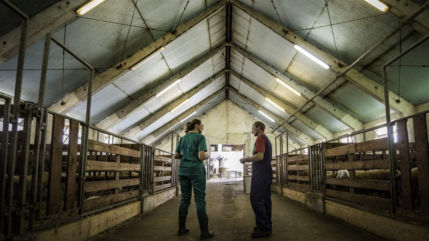 Rear view of a female veterinarian and male farmer talking about his sheep while standing in barn with sheep.