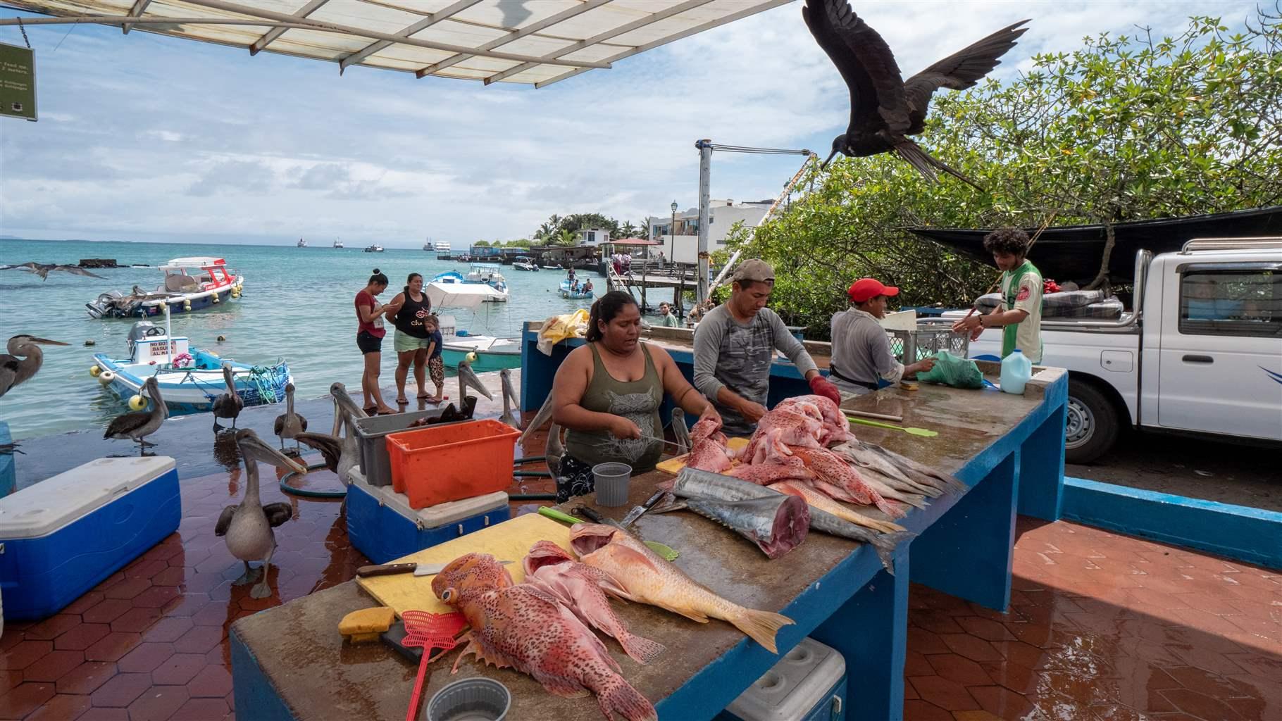 Frigates, pelicans, herons, and sea lions surround the fish market in the town of Puerto Ayora on Santa Cruz island in Galápagos Islands, Ecuador. 