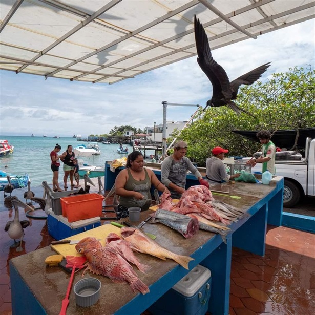 Frigates, pelicans, herons, and sea lions surround the fish market in the town of Puerto Ayora on Santa Cruz island in Galápagos Islands, Ecuador. 