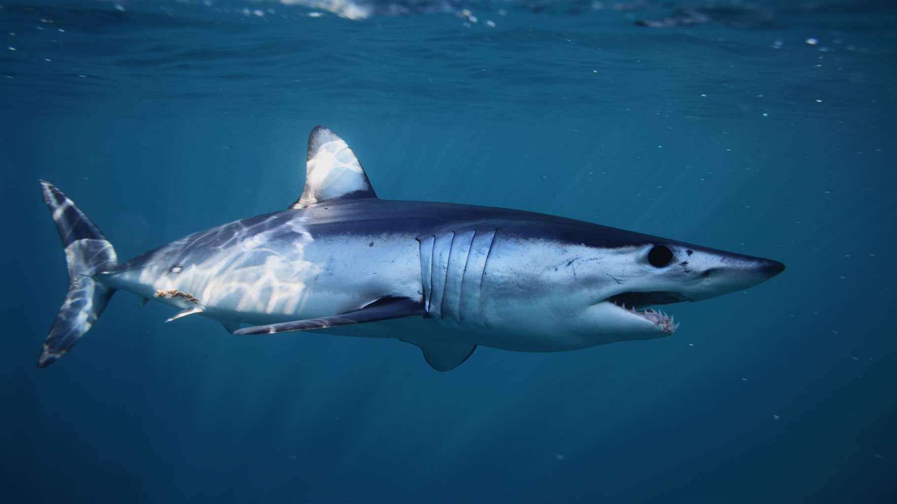 shortfin mako shark