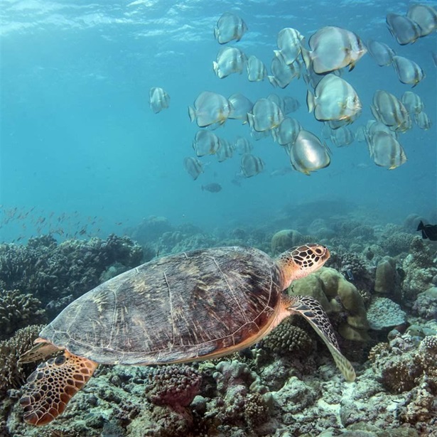 A green turtle leads me to a school of batfish off