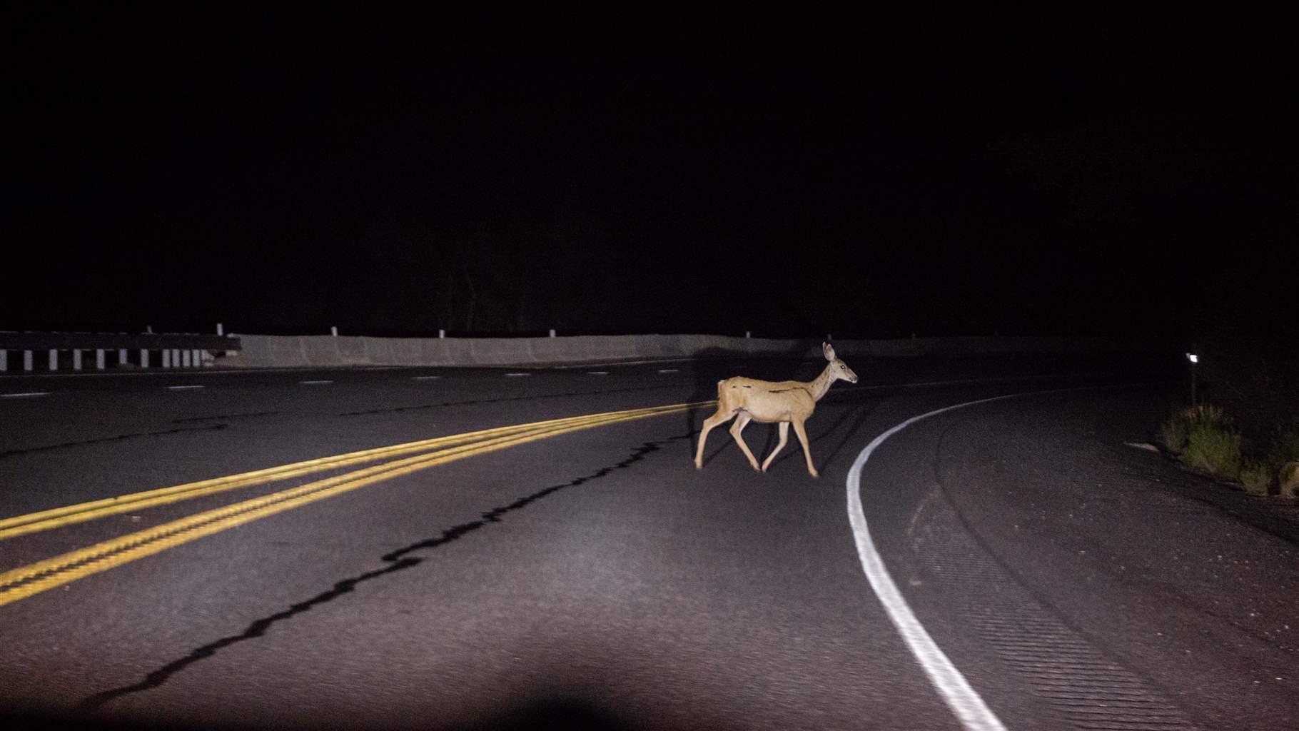 A mule deer caught in the headlights of an automobile