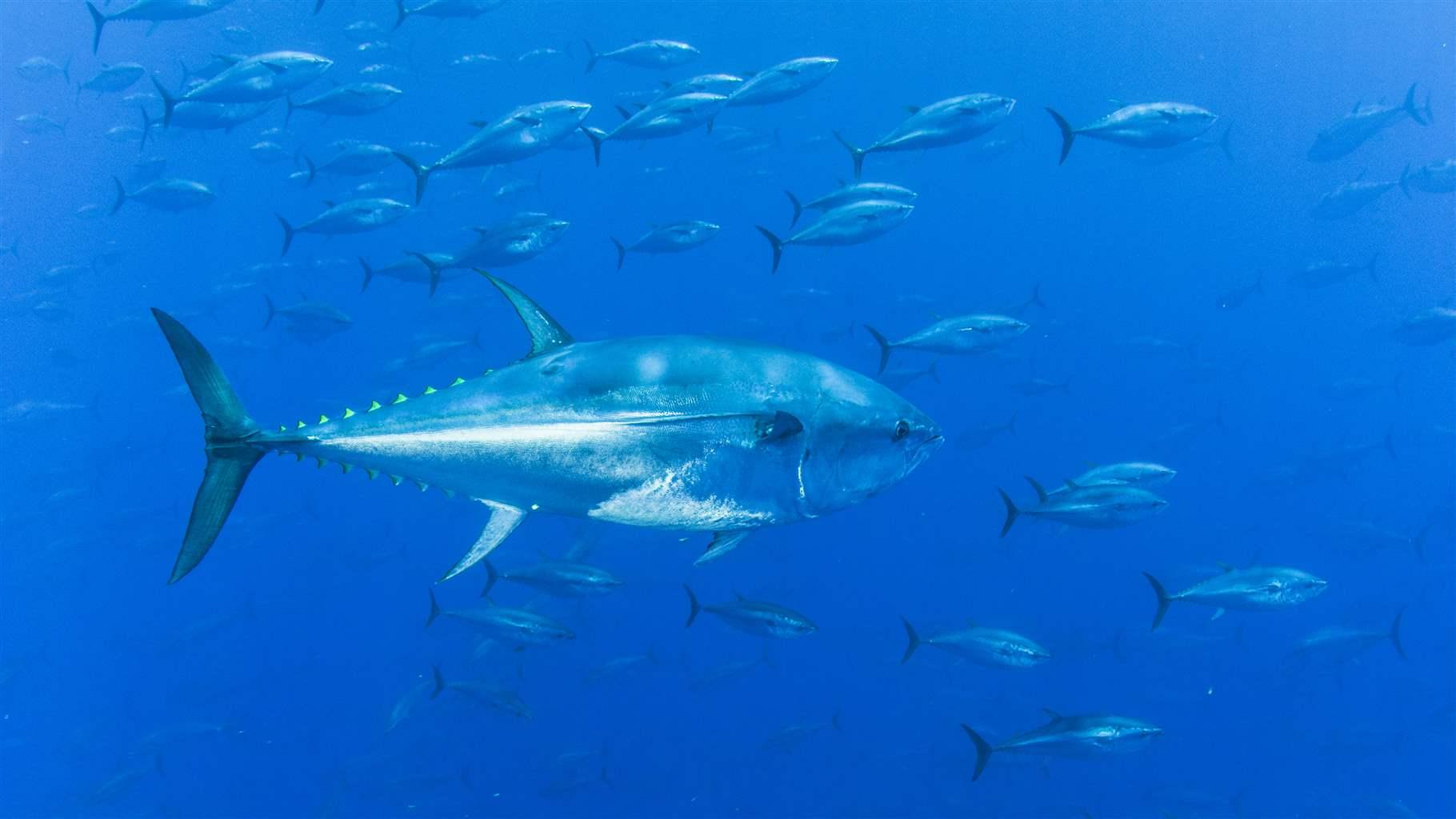 Higher Fishing Limits Proposed for Pacific Bluefin Tuna Would Threaten Fragile Population