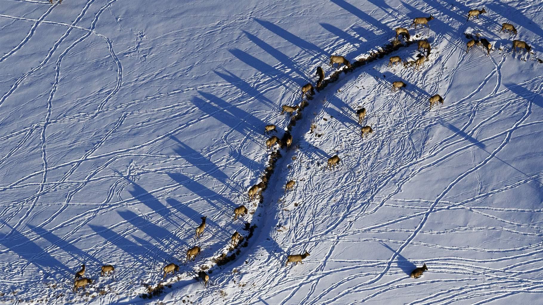 An aerial view of elk, Cervus canadensis, and their shadows on a snowy range.