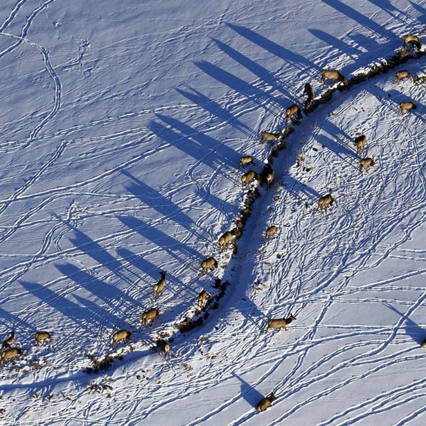 An aerial view of elk, Cervus canadensis, and their shadows on a snowy range.