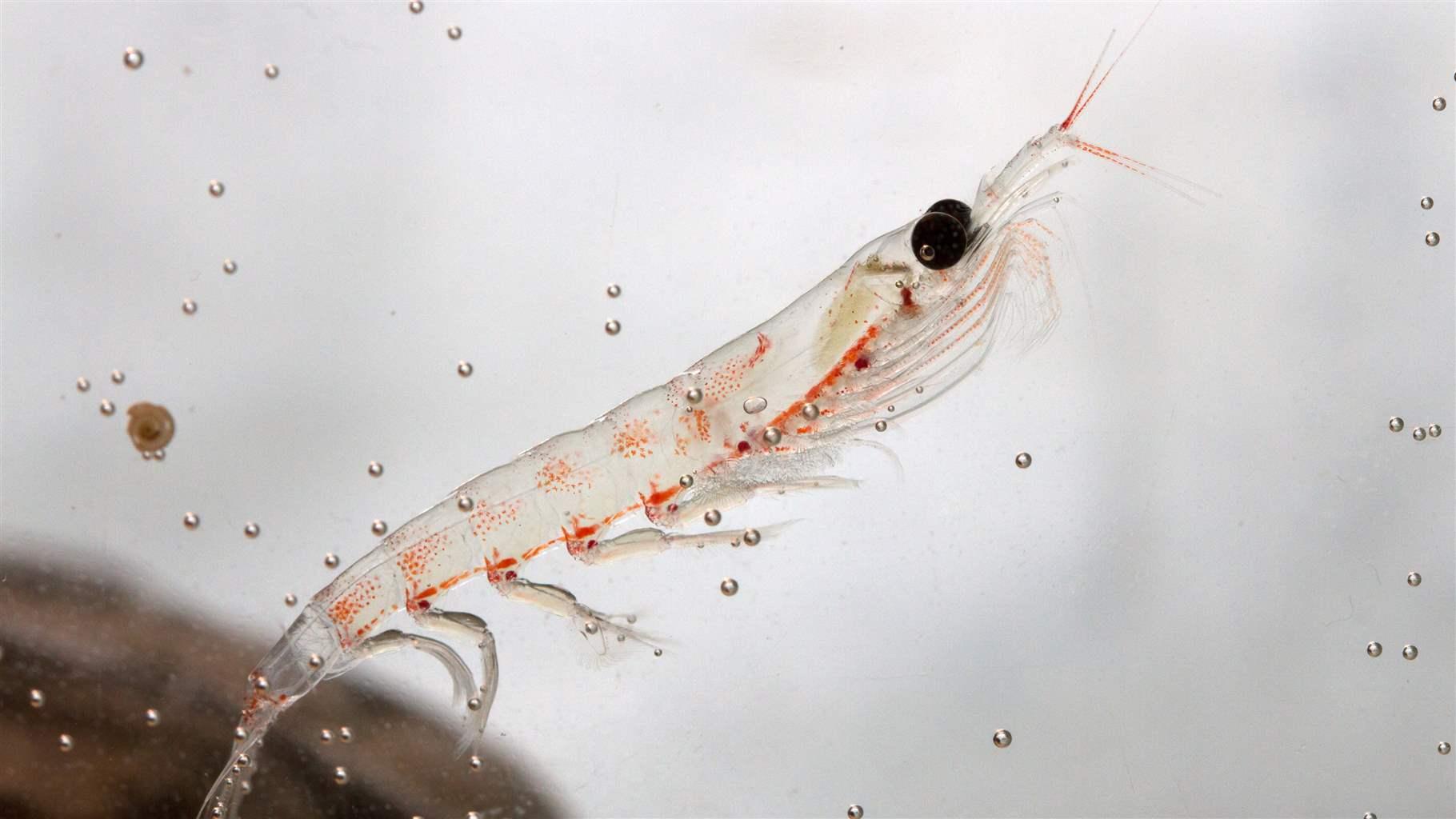 Antartcic Krill in aquarium, closeup