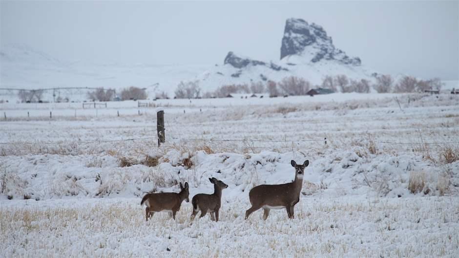 Shows the research and science behind GPS tagging mule deer that migrate over hundreds of miles.