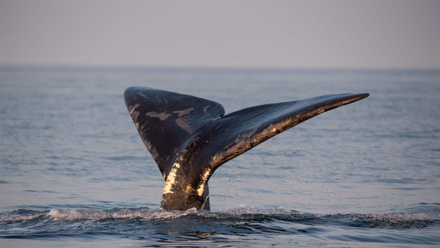 North Atlantic right whale