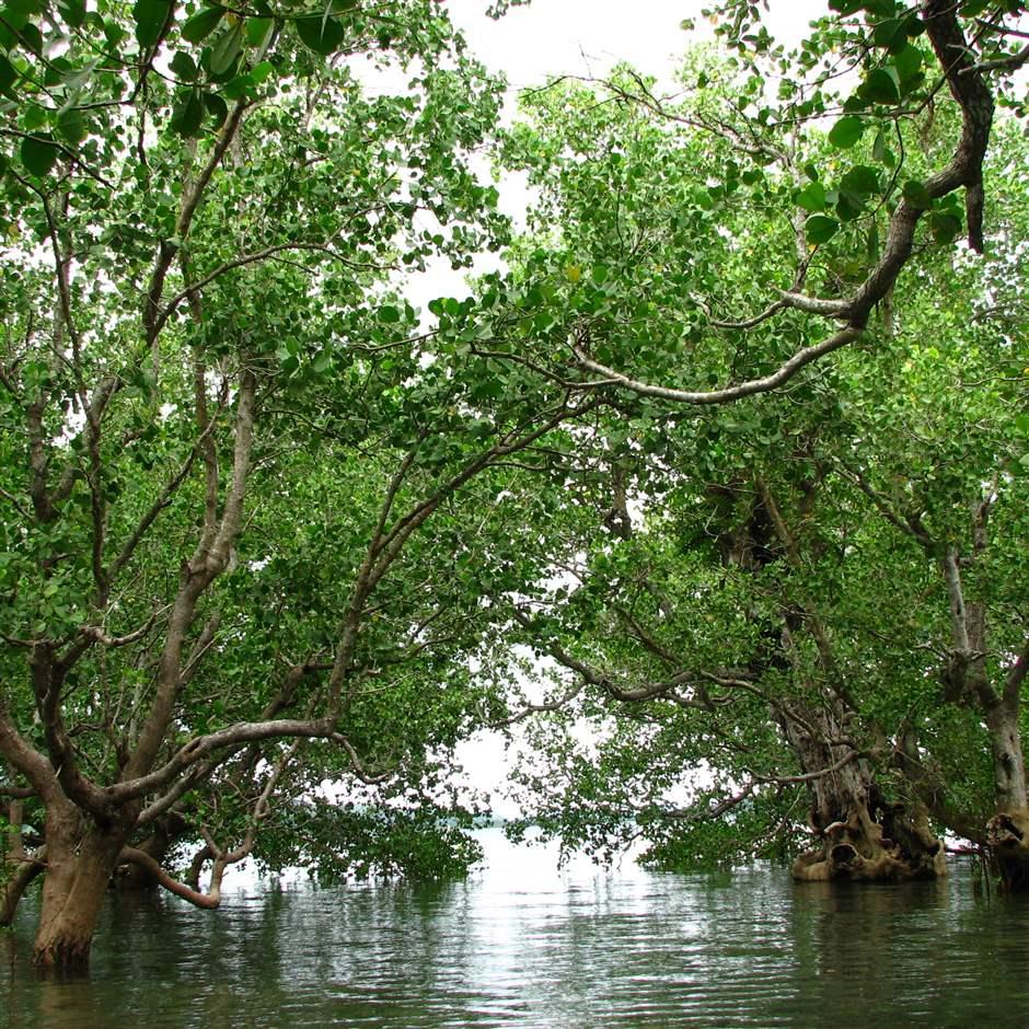Large Sonneratia alba mangroves in Ajuy, Iloilo, Philippines.  