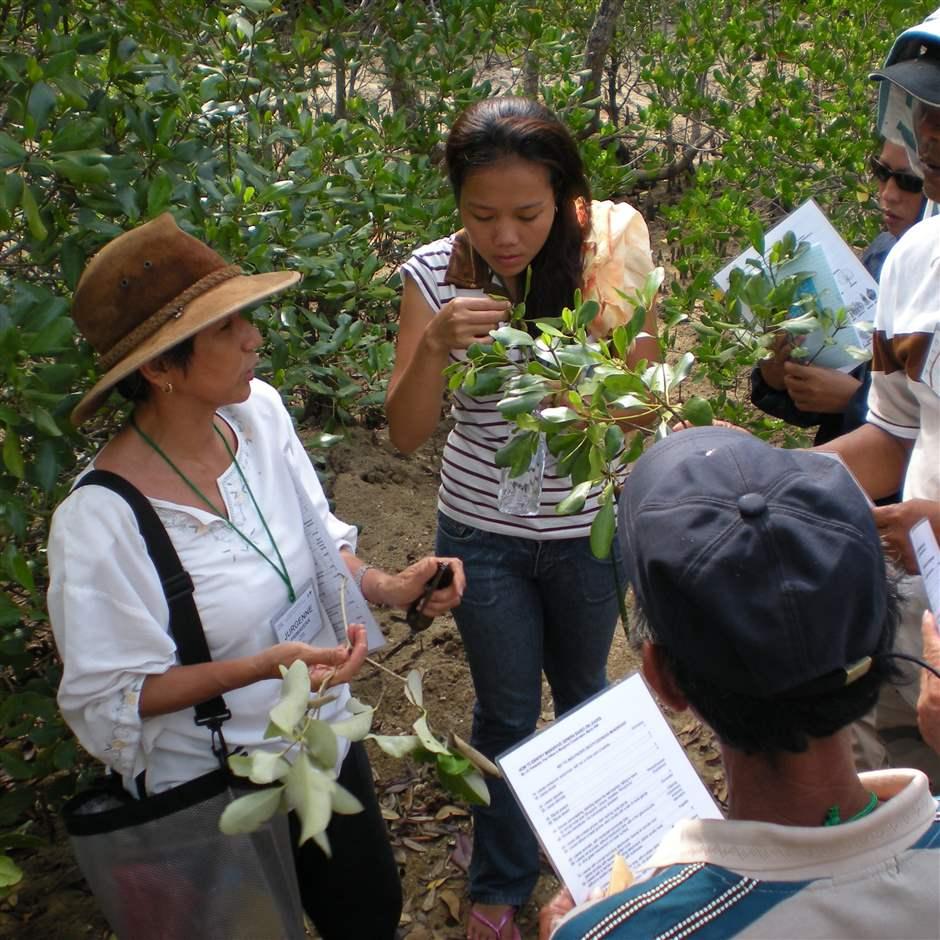 Primavera teaching researchers and other trainees at a mangrove site on Guimaras Island, Philippines. 
