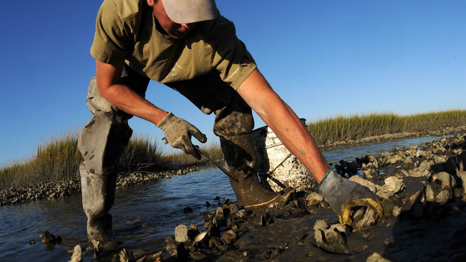 oyster harvester 