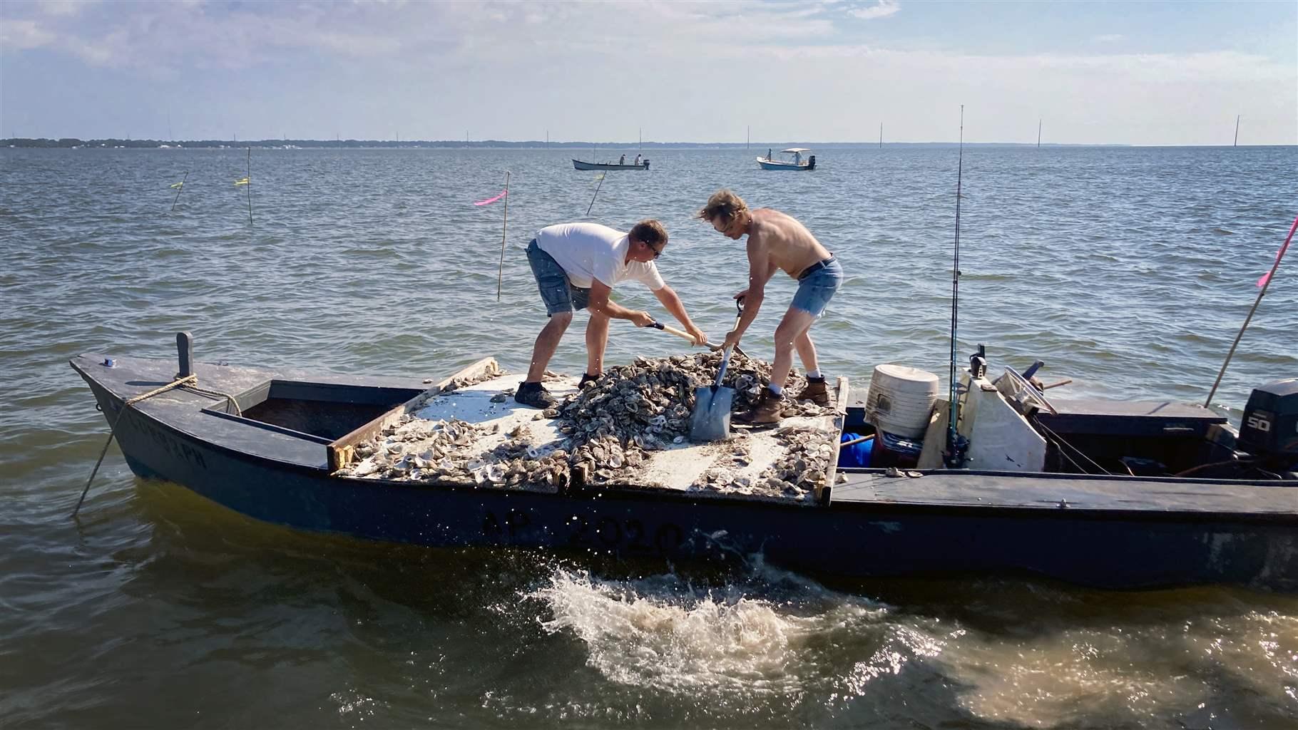 Two men on a boat fishing Apalachicola oyster in the sea