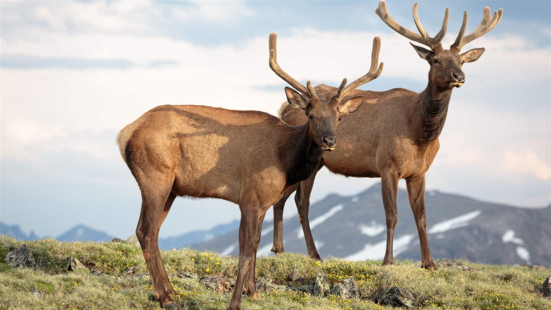 Elk Migration Colorado 2025