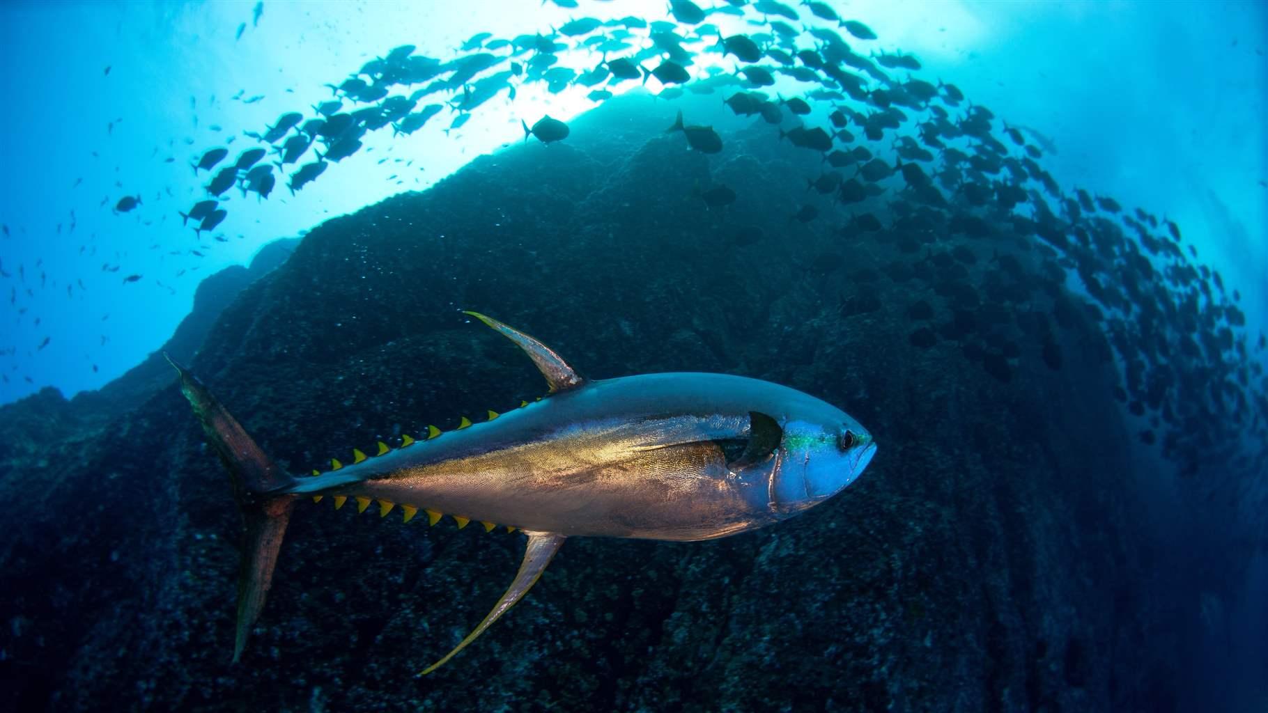 Close-Up Of Fish Swimming In Sea