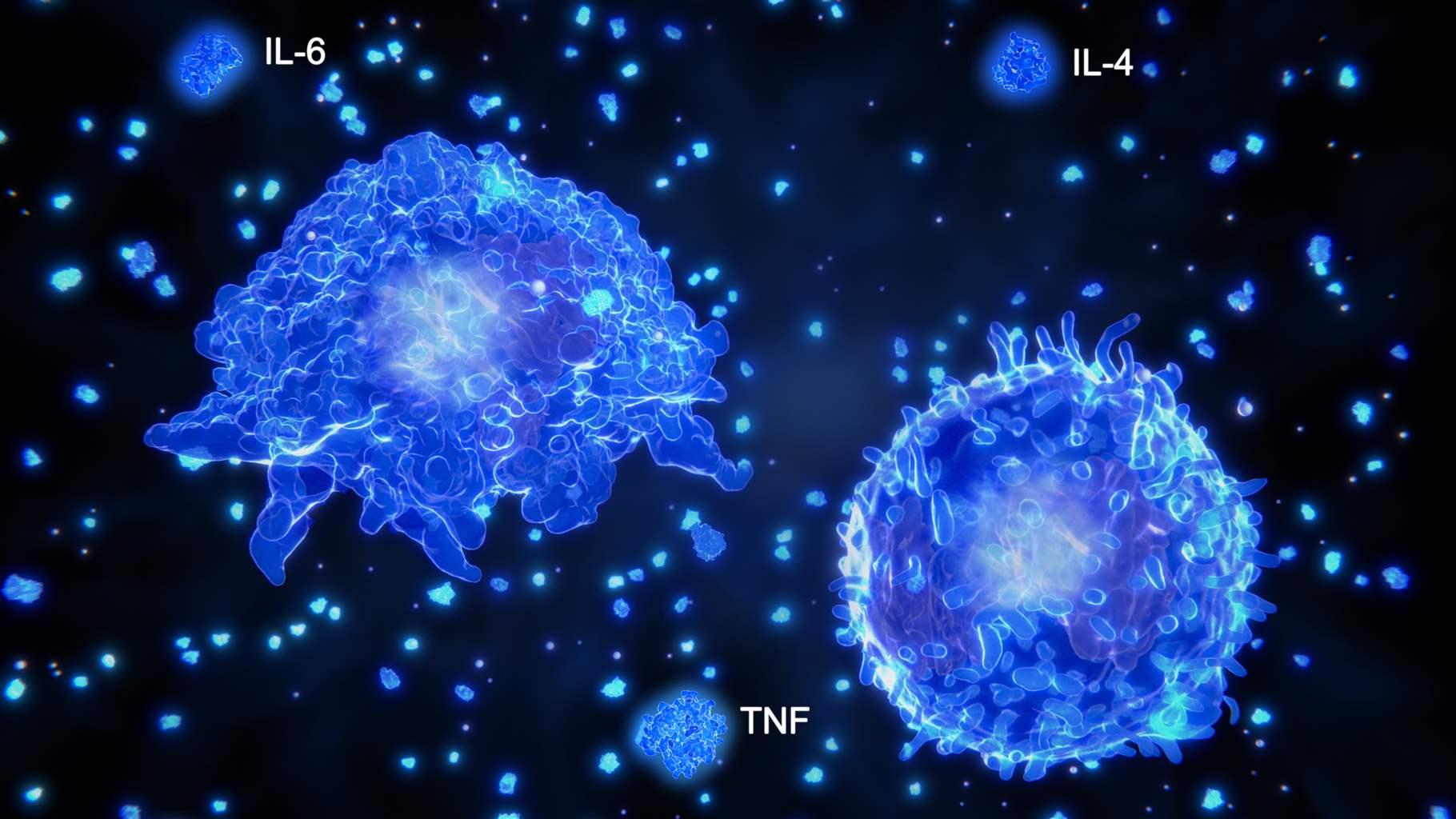 Cytokine storm. Illustration of a macrophage (left) and a T effector cell (right) secreting cytokines as a part of the immune response to a pathogen.
